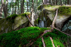 白駒の池　苔の森