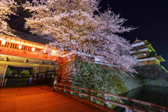 高島城の夜桜