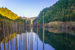 立ち枯れの神秘 王滝村の自然湖