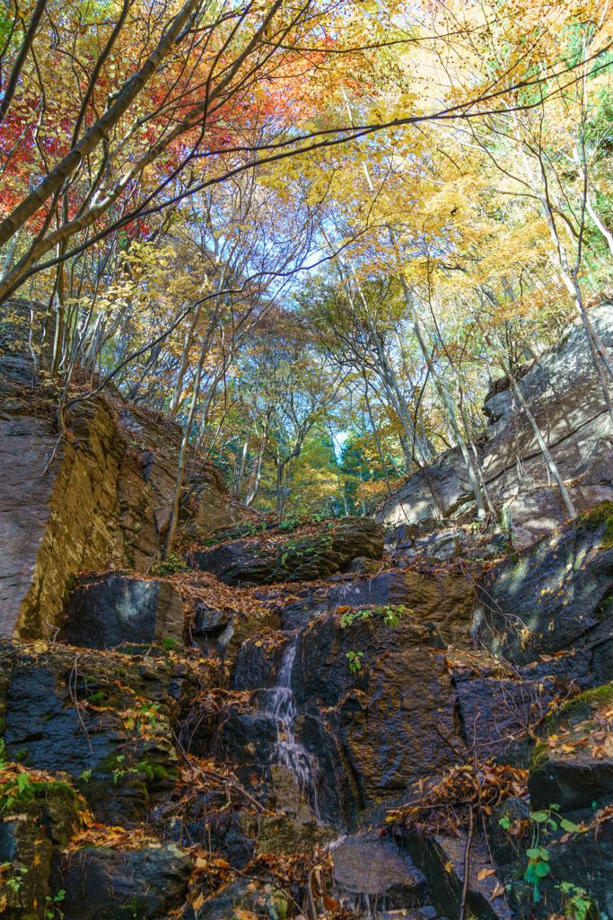 阿弥陀寺と唐沢山の紅葉