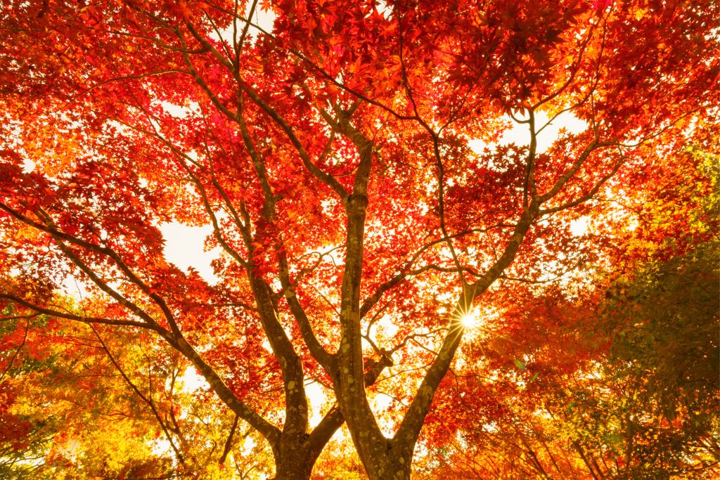 出早神社の紅葉