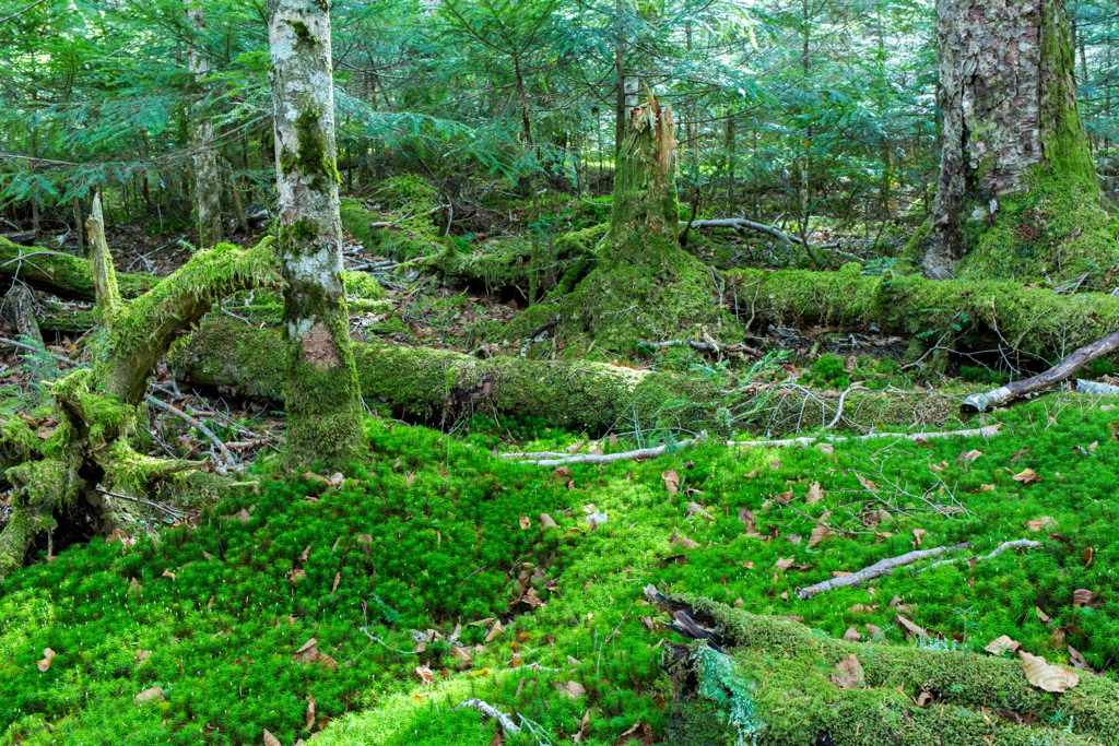 白駒の池　苔の森