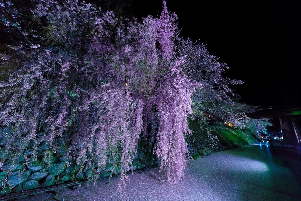 高島城の夜桜