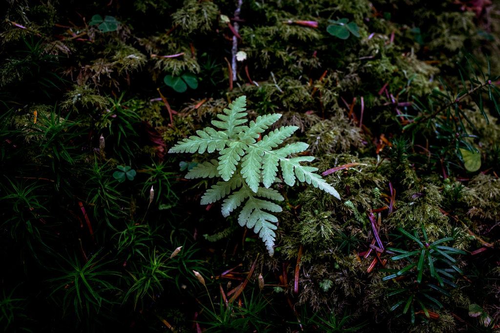 白駒の池　苔の森