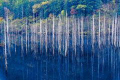 立ち枯れの神秘 王滝村の自然湖