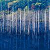 立ち枯れの神秘 王滝村の自然湖