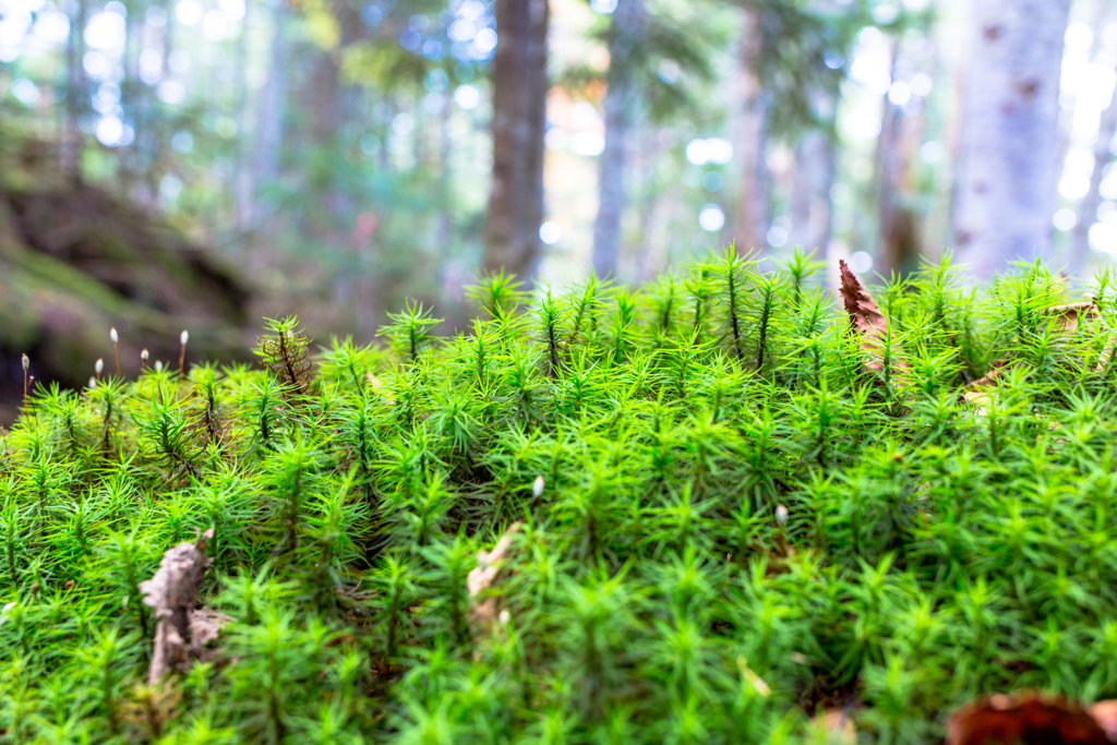 白駒の池　苔の森