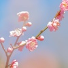 梅の花