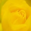 bloom~蕾のままじゃ終われない～
