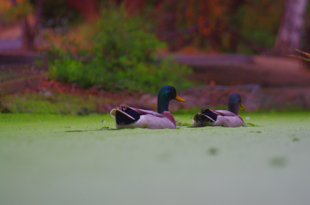 reverside green 3