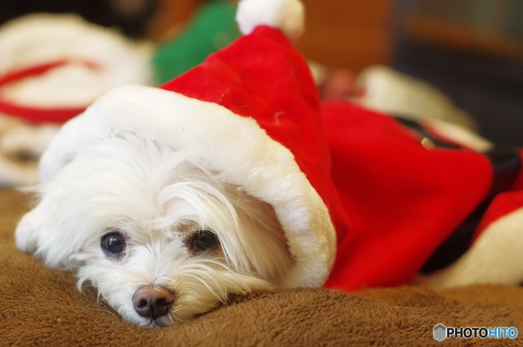 もうすぐクリスマス…。。。