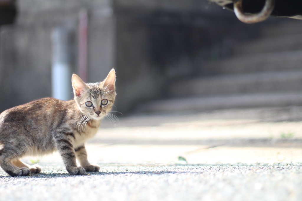 やっと見てくれた