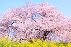 三色
