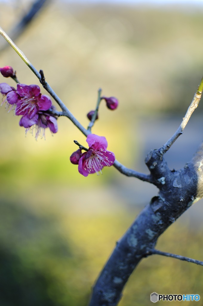 梅花 