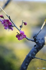 梅花 