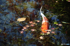 モネの池