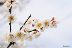 白梅花