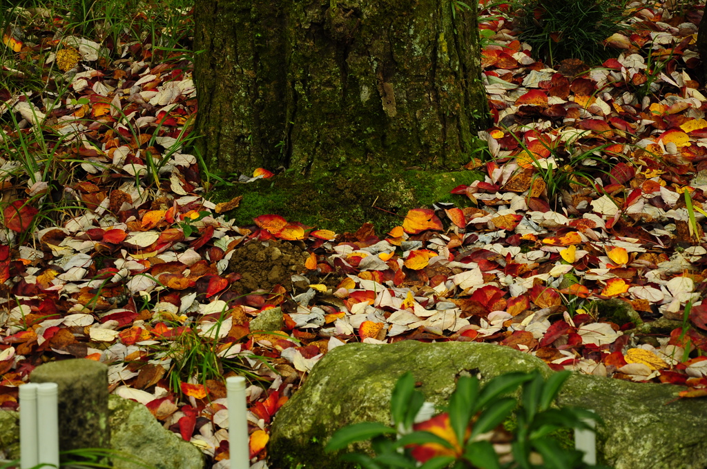 落ち葉