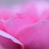 ★ PINK ★