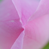 A Pink Rose　～ 幸せ詰め込んで ～