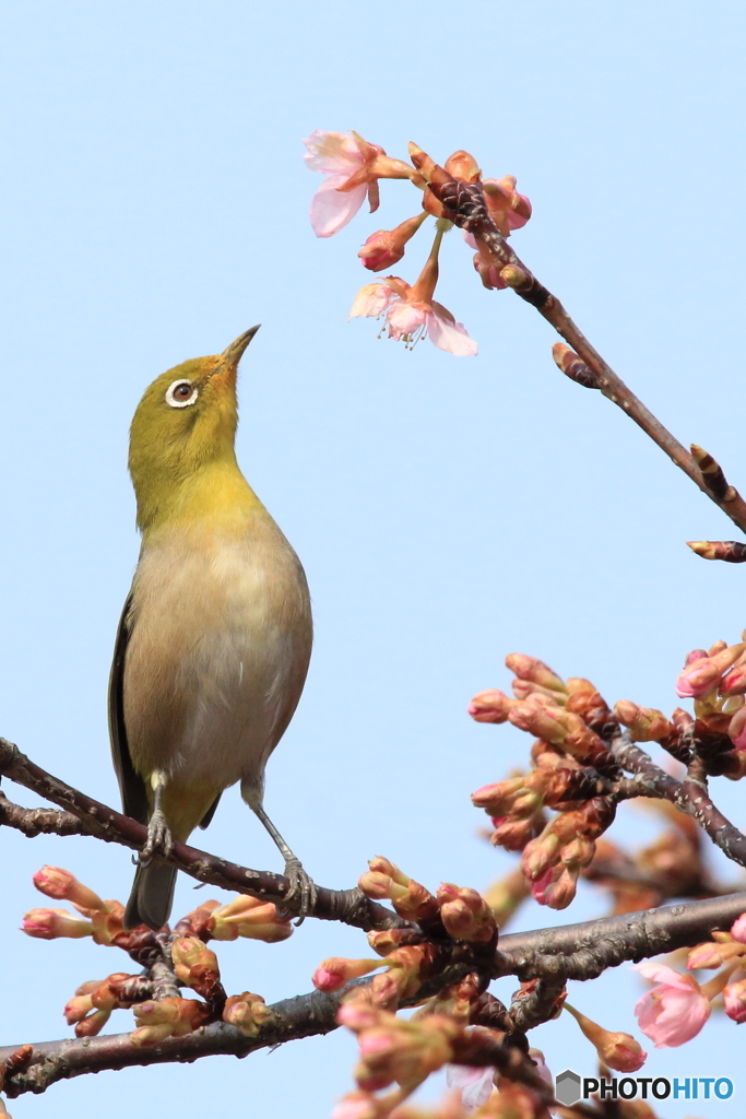 組み写真（１） 食いしん坊のメジロくん 