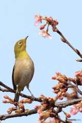 組み写真（１） 食いしん坊のメジロくん 