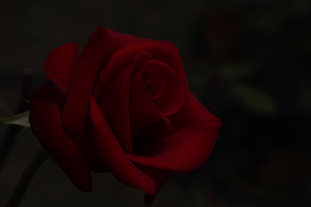 ROSE　～ あなたに贈る ～