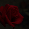 ROSE　～ あなたに贈る ～