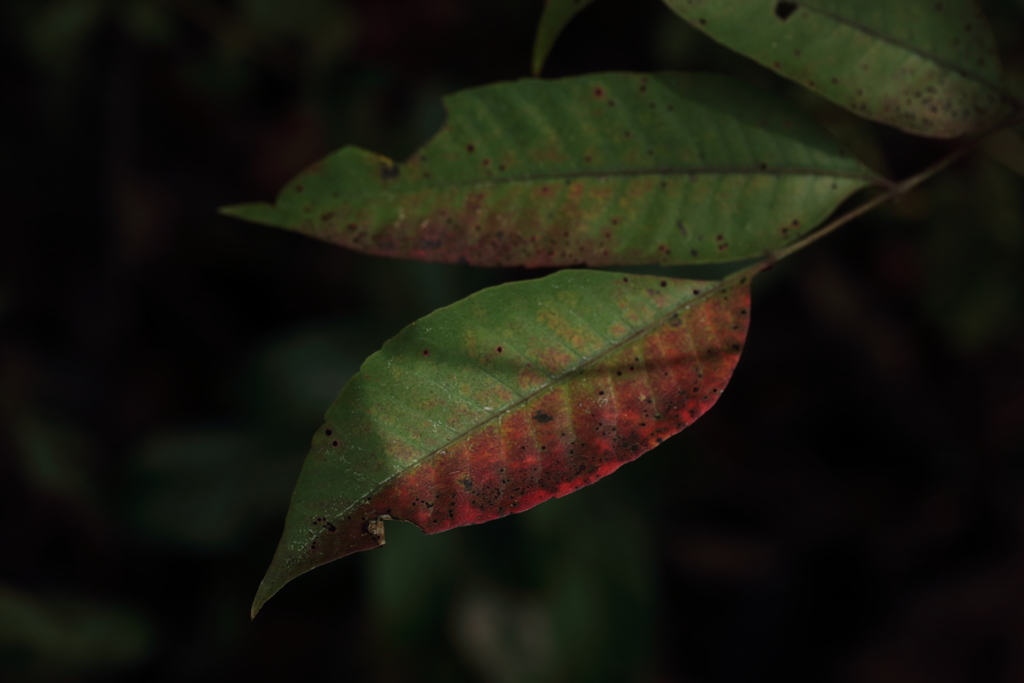 秋を探して-4　『Leaf』 ～ 秋のいろ ～