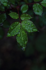 Green Leaf -2