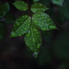 Green Leaf -2