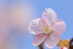 春陽  ～ In the Spring Sun ～