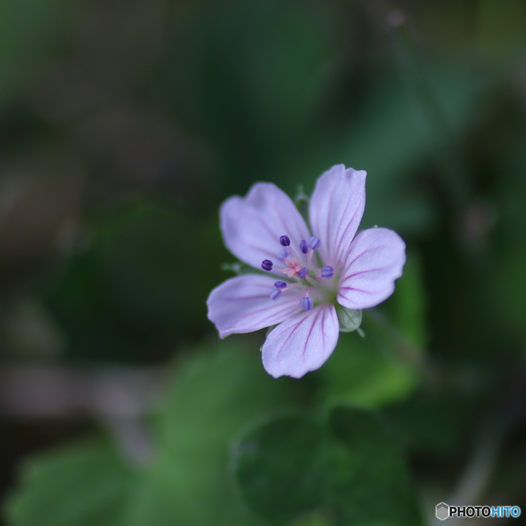 A Little Princess　- ゲンノショウコ -