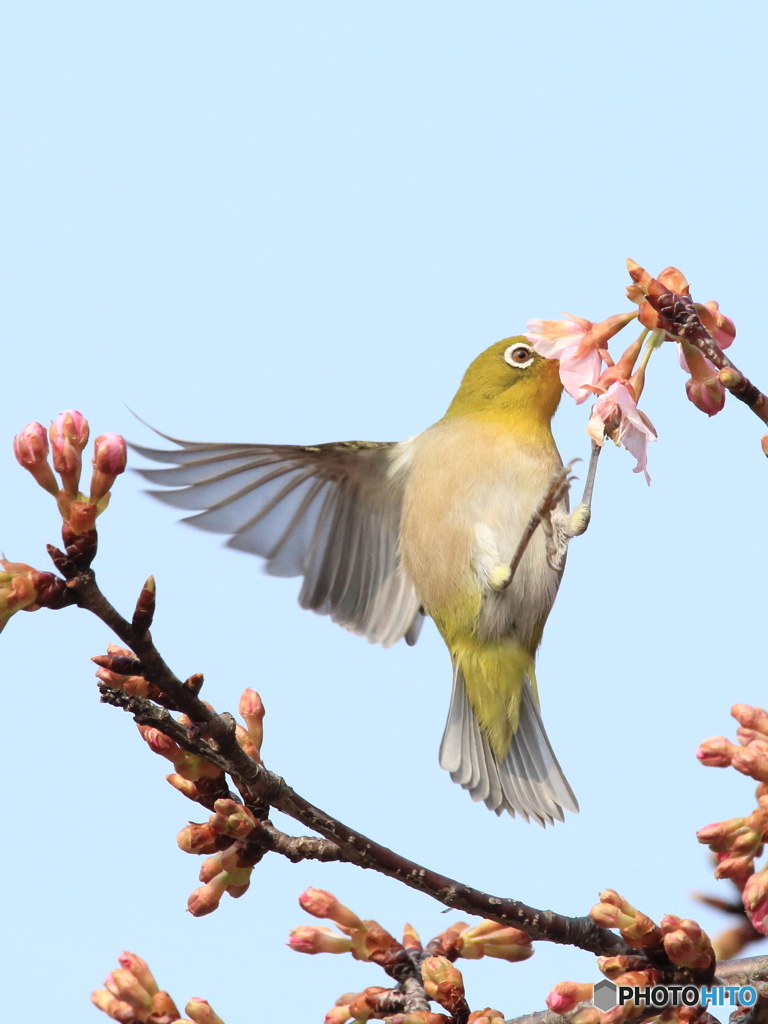 組み写真（３） 食いしん坊のメジロくん