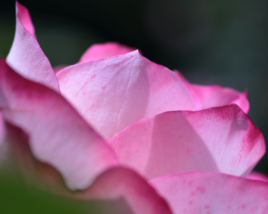 ROSE　～ 花弁の数だけHappinessを ～