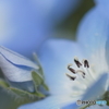 Baby blue eyes　- 瑠璃唐草 -
