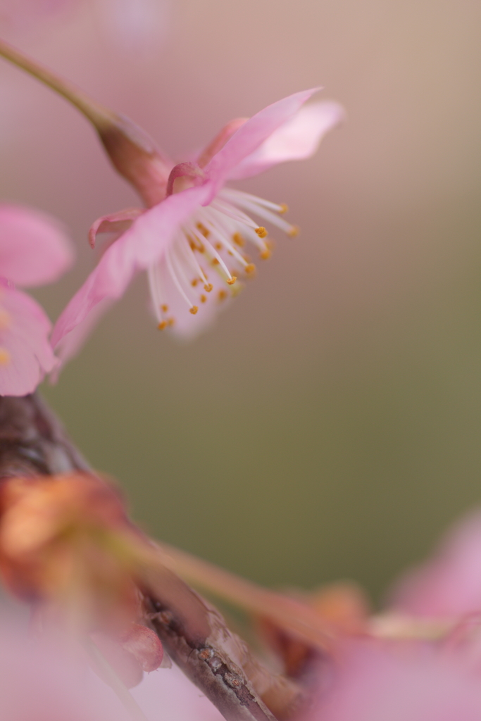蕊たちも喜んで ～ happiness ～
