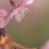 蕊たちも喜んで ～ happiness ～