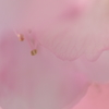 ★PINK 3★