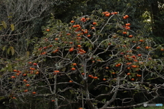 めぐみ　～ Nature's bounty ～