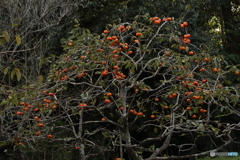 めぐみ　～ Nature's bounty ～