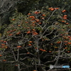 めぐみ　～ Nature's bounty ～