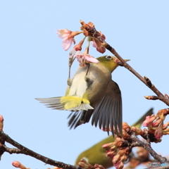 組み写真（４） 食いしん坊のメジロくん