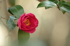 謙遜の美徳　～ 椿の花言葉より ～