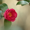謙遜の美徳　～ 椿の花言葉より ～