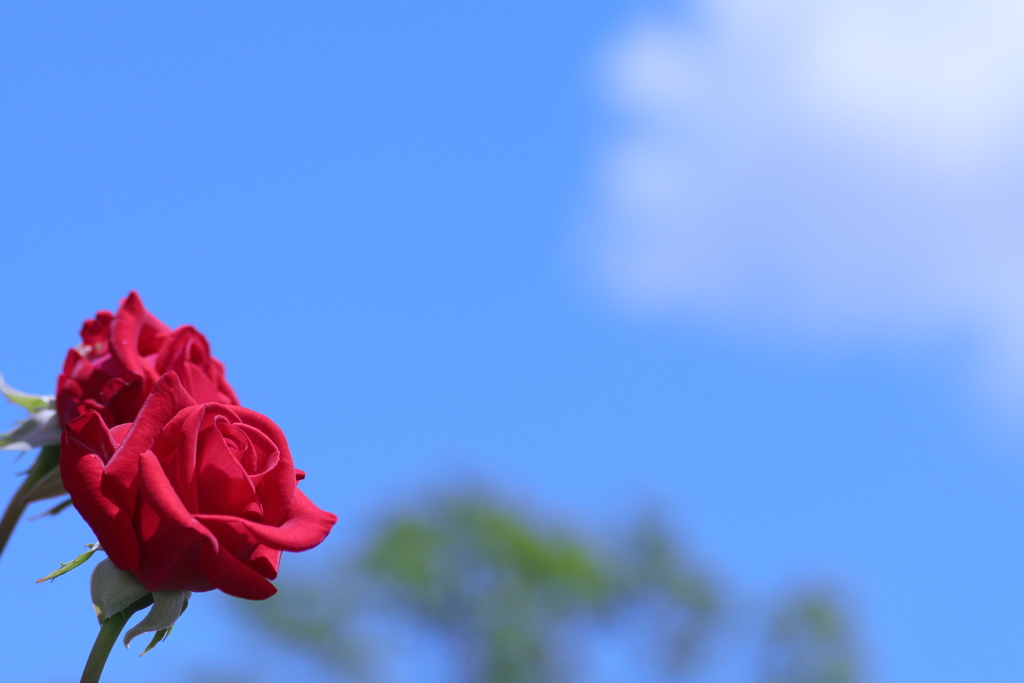 ROSE　～ 明日を夢見て ～