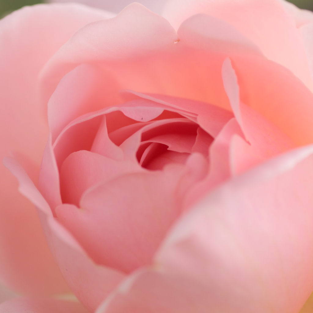 ROSE　～ 秘密 ～