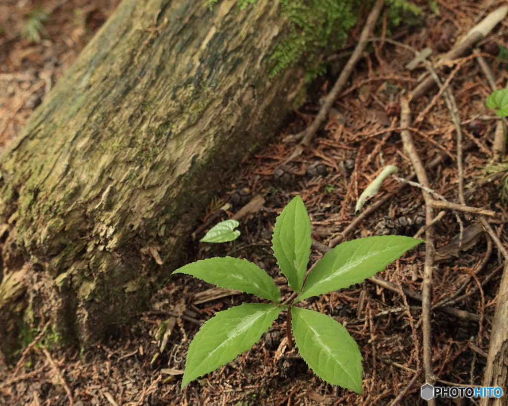 老木 土にかえりて 命 また芽吹く