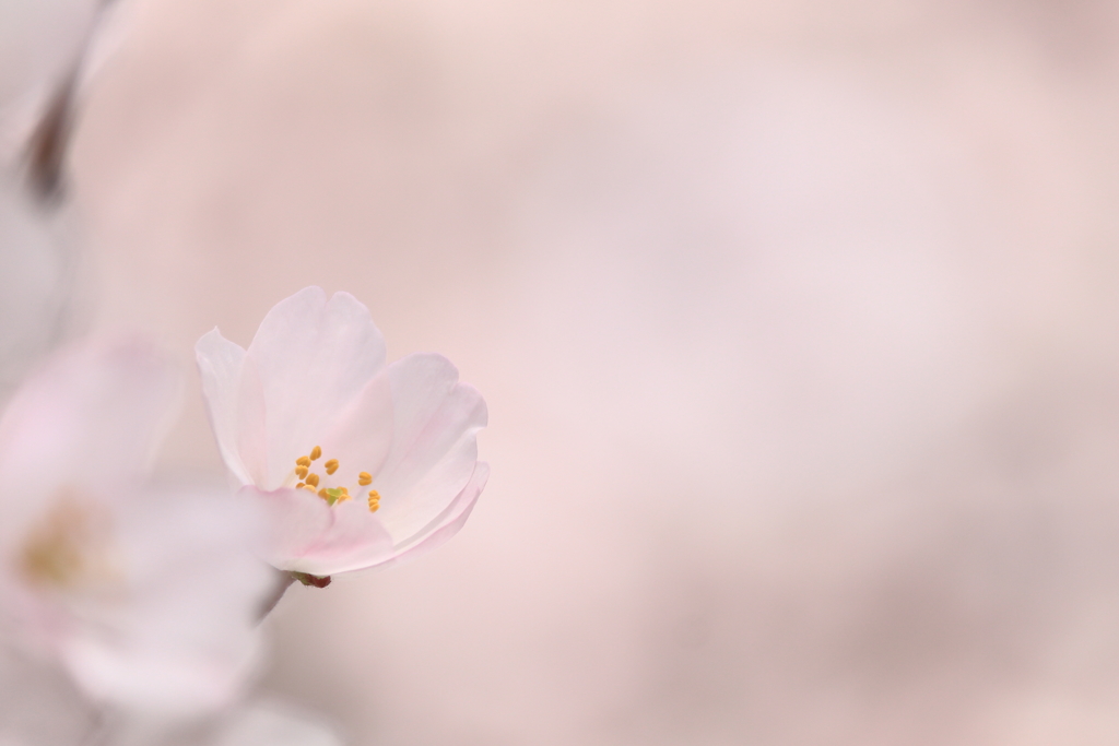 ほんのりと