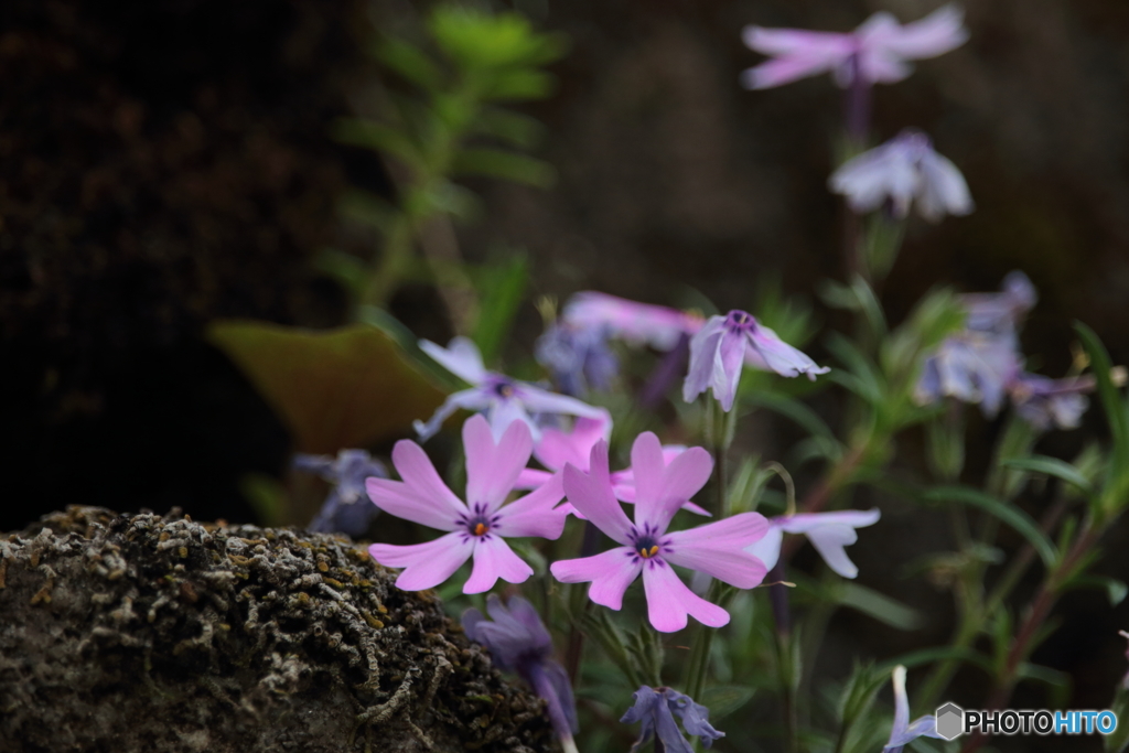 芝桜